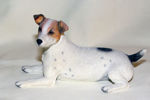 Picture of Jack Russell Lying