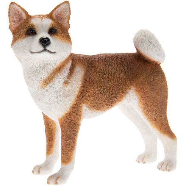 Picture of AKITA