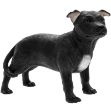 Picture of STAFF BULL TERRIER BLK & WHITE