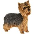 Picture of YORKSHIRE TERRIER