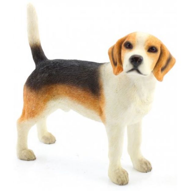 Picture of BEAGLE