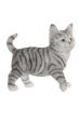 Picture of FIGURE RESIN CAT  